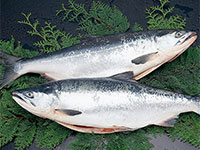 北洋産甘塩紅鮭(1尾)